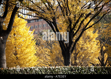 Goldene Herbst Bäume aus Uchibori Dori Avenue in zentralen Stadt von Tokio Japan Asien Stockfoto