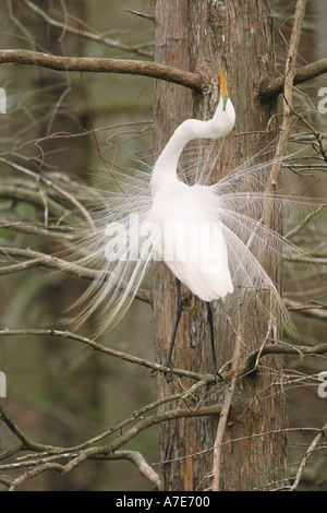 Ein weiterer Bestandteil der Silberreiher hochzeitliche Anzeige ist stretching und erreichen Sie mit dem Schnabel. Stockfoto