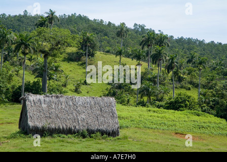 Hütte mit einem traditionellen Reetdach mit Kokospalmen und die Mogotes im Hintergrund, Tal von Vinales, Kuba. Stockfoto