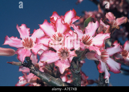 Sabi Stern, adeniums obesum Multiflorum Stockfoto