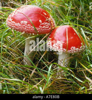 Fliegenpilz Pilze North Wales UK Stockfoto