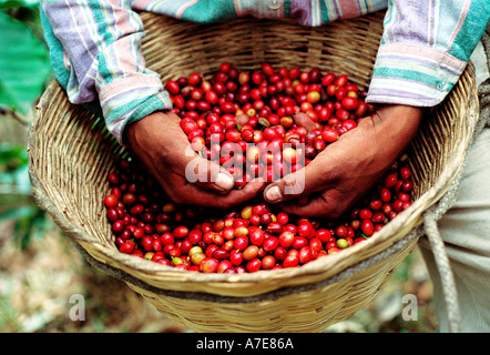 Guatemala-Kaffee-Bohnen und Campesino Hände in der Nähe von Lake Atitlan Stockfoto