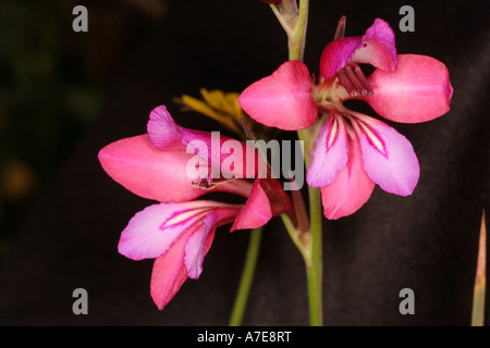 Gladiolus Illyricus Algarve Portugal Europa Stockfoto
