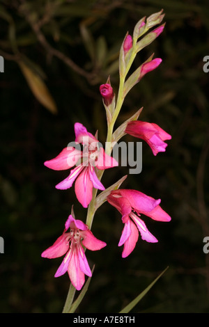 Gladiolus Illyricus Algarve Portugal Europa Stockfoto