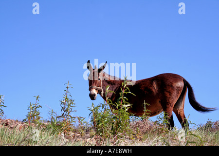 Maultier auf einem Hügel Algarve Portugal Europa Stockfoto