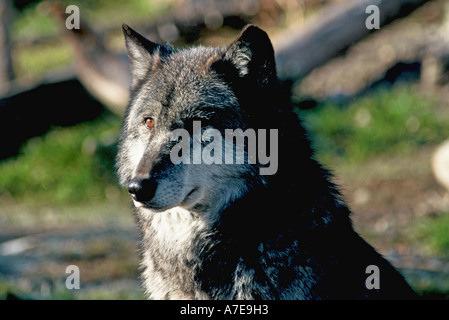 Grey Wolf, Canis lupus Stockfoto