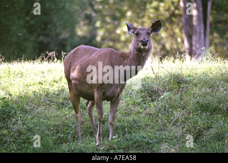 Sambar Deer Stockfoto