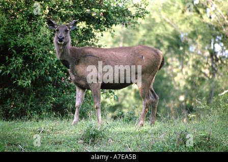 Sambar Deer Stockfoto