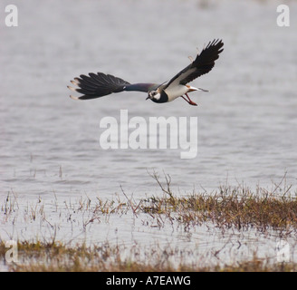 Ein Kiebitz (Vanellus Vanellus) fliegen über einen Teich Stockfoto