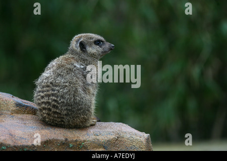 Meercat, Paignton Zoo, Devon UK Stockfoto
