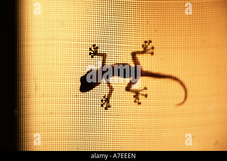 Dogon Landes, Mali; Silhouette von Gecko am Fenster Stockfoto
