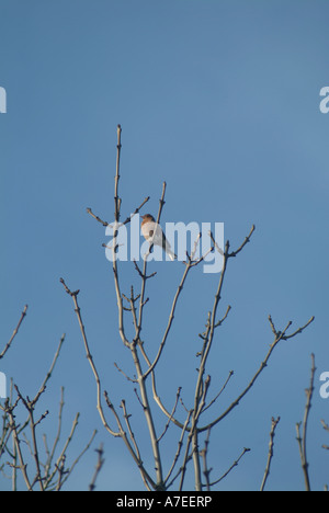 Buchfink sitzt hoch oben in einem Baum UK Stockfoto