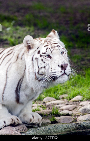 Weißer tiger Stockfoto