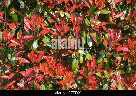 Blätter aus einem Photinia Red Robin Busch geeignet für Hintergründe Stockfoto