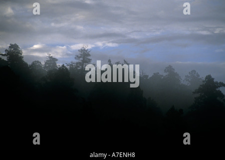 Skyline von Waldbäumen in den frühen Morgenstunden Nebel nördlichen New Mexico USA Stockfoto