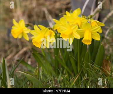 Miniatur-Zwerg Narcissus-Narzissen in Büschel am Straßenrand Grenzen Wales UK Stockfoto