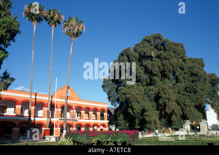 Nordamerika, Mexiko, Oaxaca, El Tule. 2000-3000 Jahre alten Ahuhuete Baum kann die größte Biomasse auf der Erde sein. Der UNESCO. Stockfoto