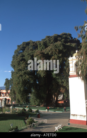 Nordamerika, Mexiko, Oaxaca, El Tule. 2000-3000 Jahre alten Ahuehuete Baum kann die größte Biomasse auf der Erde sein. Der UNESCO. Stockfoto