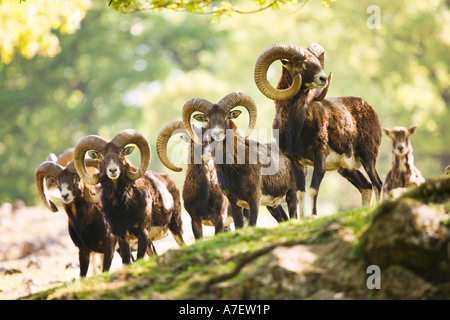 Mufflons (Ovis Ammon Musimon) Stockfoto