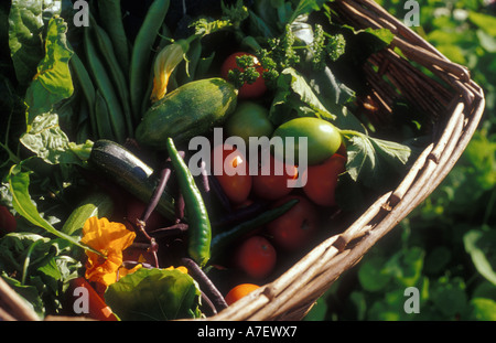 Ernte von Gemüse in einem Weidenkorb Stockfoto