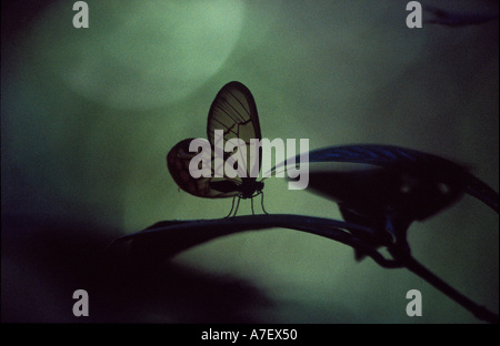 Mittelamerika, Panama, Borro Colorado Insel Glasswing Schmetterling (Cithaerias Menander) landet auf Blatt Stockfoto