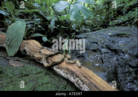 Mittelamerika, Panama, Barro Colorado Island.  Junge Boa Constrictor auf einem Baumstamm Stockfoto