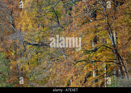 Fagus Sylvatica während Herbst Stockfoto