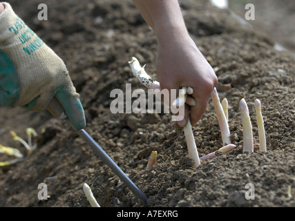 Ernte des Spargels Stockfoto