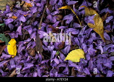 Mittelamerika, Panama, Barro Colorado Island. Lila Blüten auf Waldboden, Jacaranda Stockfoto