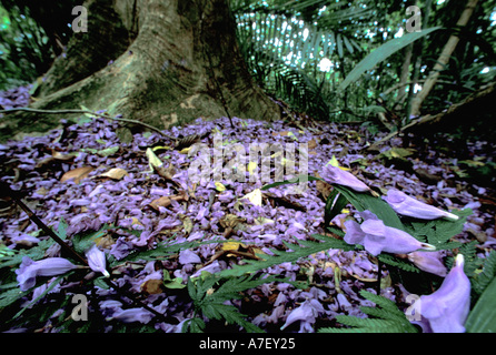 Mittelamerika, Panama, Barro Colorado Island. Lila Blüten auf Waldboden, Jacaranda Stockfoto