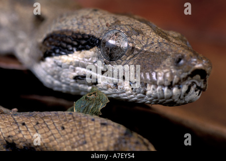 CA, Panama, Barro Colorado Island, junge Boa constrictor Stockfoto