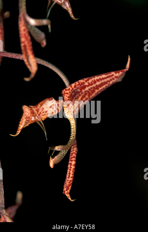 CA, Panama, Barro Colorado Island, roetlich Orchidee Blume Stockfoto