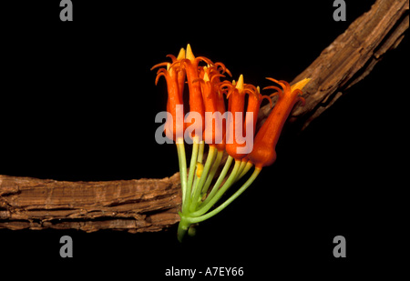 CA, Panama, Barro Colorado Island, Orangenblütenwasser Liane Stockfoto