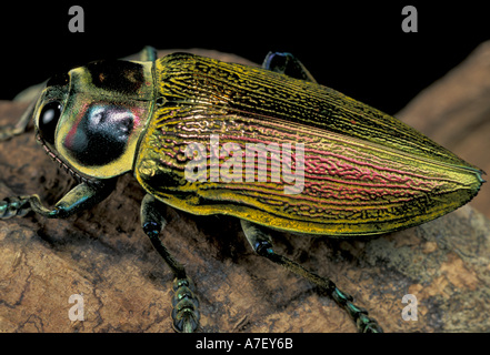 CA, Panama, Barro Colorado Island, Buprestid Käfer (Familie Buprestidae) Stockfoto