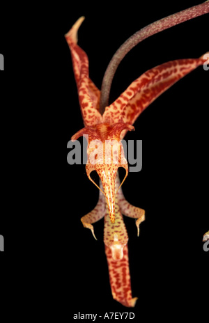 CA, zentralen Panama, Barro Colorado Island, Orchidee Blume Stockfoto