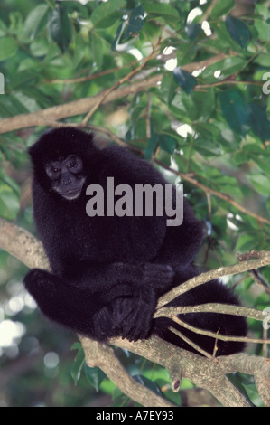 CA, Panama, Insel im See Gatun Zucht Programm, schwarze Klammeraffe Porträt (Ateles Paniscus) Stockfoto