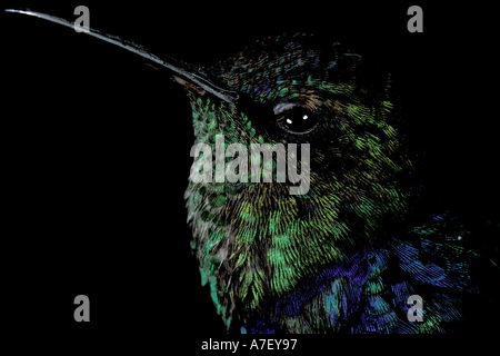 CA, Panama, Barro Colorado Island, violett-bellied Kolibri (Damophila Julie Panamensis) Stockfoto