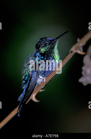 CA, Panama, Barro Colorado Island, violett-bellied Kolibri (Damophila Julie Panamensis) Stockfoto