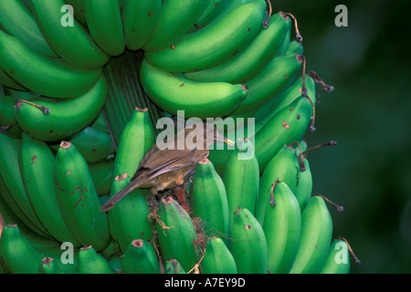 CA, Panama, Barro Colorado Island, farbige Clay Robin Stockfoto