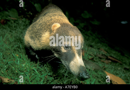 CA, Panama, Barro Colorado Island, Cuoati (Nasua Narica) Stockfoto