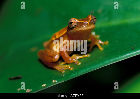 CA, Panama, Barro Colorado Island, Regenwald Frosch Stockfoto