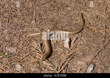 Blinde Wurm (geschiedenen Fragilis) Stockfoto