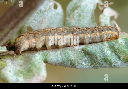 Winkel-Farbtöne Falter Raupe (Phlogophora Meticulosa), braune Form (es gibt auch eine grüne Form). Stockfoto