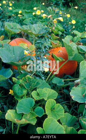 Ausgewachsene Riesen Kürbisse wachsen auf dem Boden sind sie reif für die Ernte Stockfoto