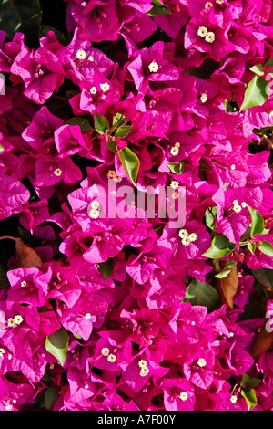 Bougainvillea-Blüten in den Botanischen Garten, Funchal, Madeira, Portugal Stockfoto