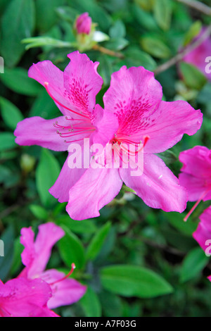 Rhododendron im Botanischen Garten, Funchal, Madeira, Portugal Stockfoto