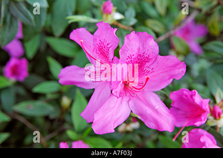 Rhododendron im Botanischen Garten, Funchal, Madeira, Portugal Stockfoto