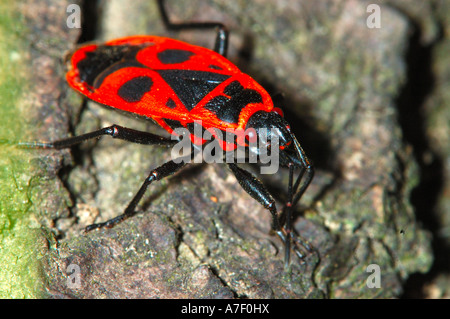 Firebug, Pyrrhocoris apterus Stockfoto