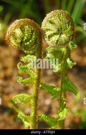 Jungen Trieb der gemeinsamen Wurmfarn, Dryopteris Filix-mas Stockfoto