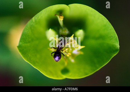 Ameise auf Euphorbia Pflanze Stockfoto